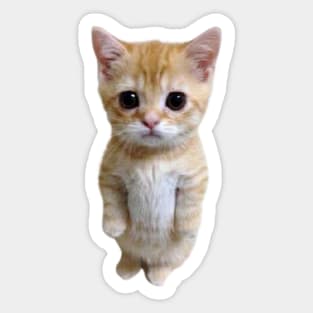 funny meh cat Sticker